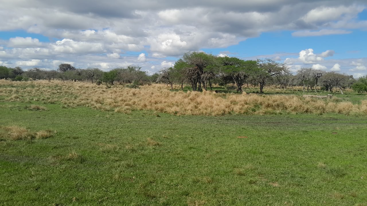 Imagen de la propiedad CAMPO EN VENTA – 100 HECTÁREAS