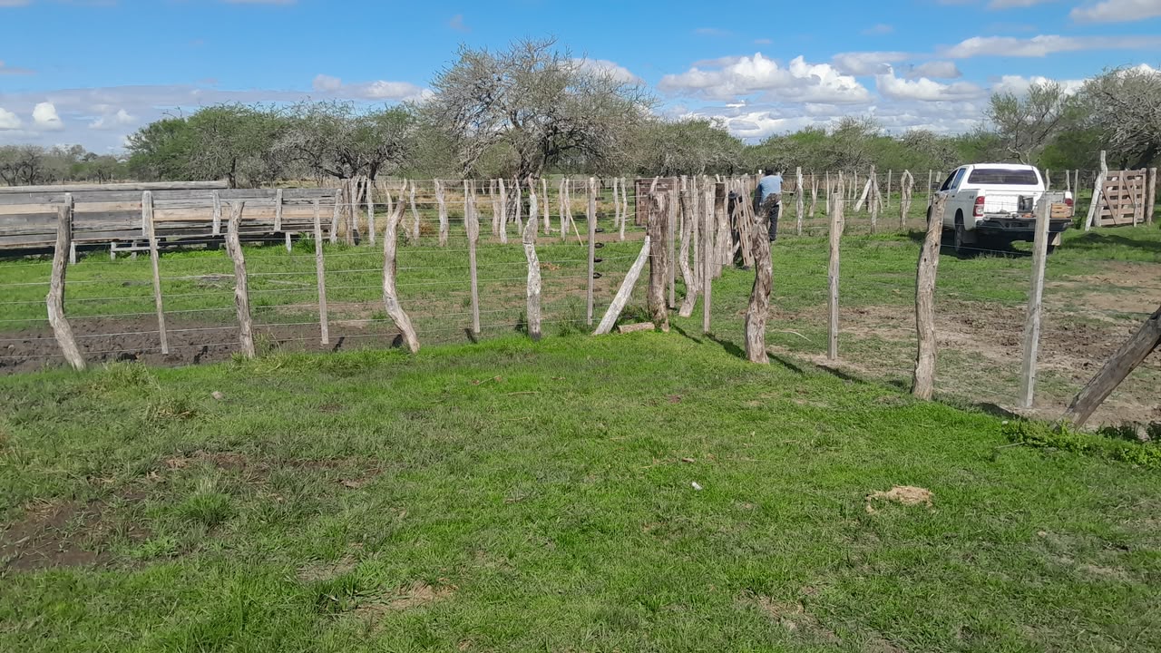 Imagen de la propiedad CAMPO EN VENTA – 100 HECTÁREAS